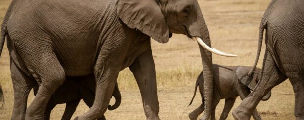 Personeelsreis Kenia